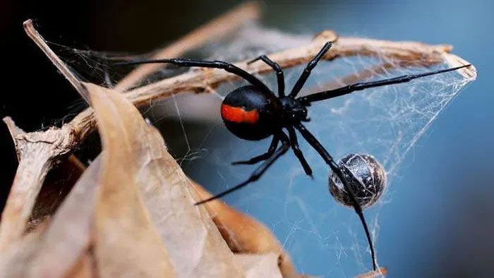 Australian Redback Spider