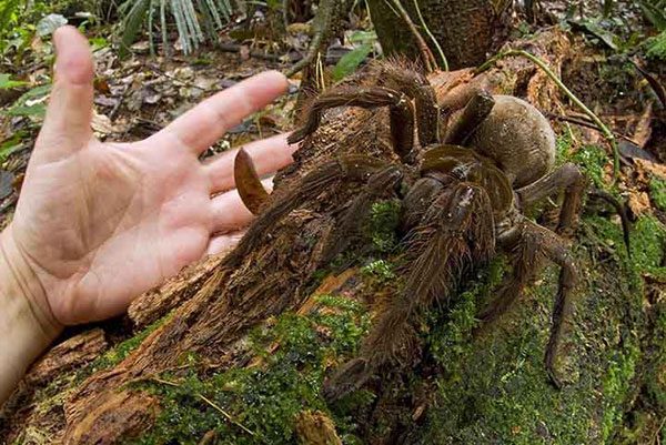 The giant spider is the size of a kitten