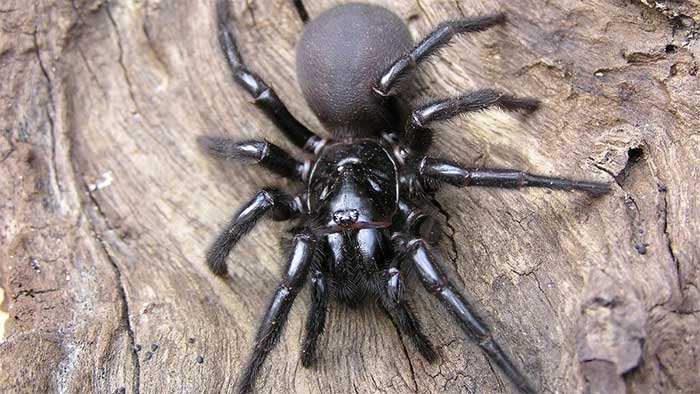 Sydney Funnel-Web Spider