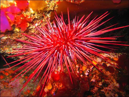 Red Sea Urchin