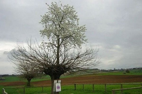 A tree growing on top of another tree.