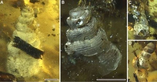 Marine creatures found in amber.