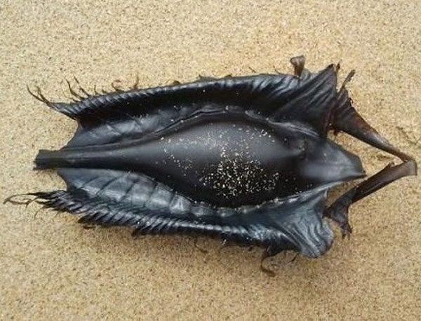 These are very strange eggs of the Australian ghost shark.