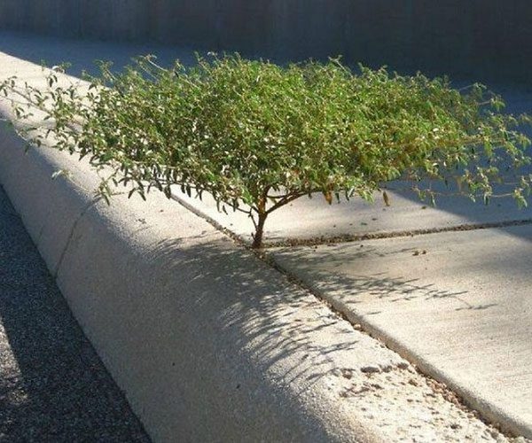 A tiny tree growing in the crack of a sidewalk.