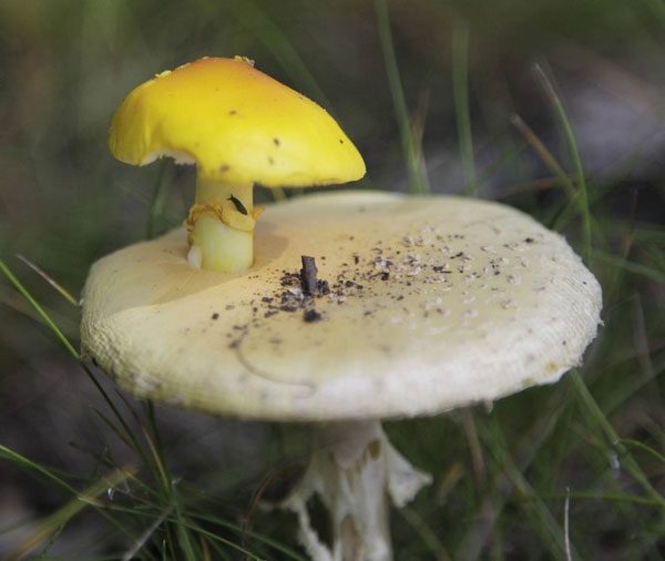 A mushroom growing on another mushroom.