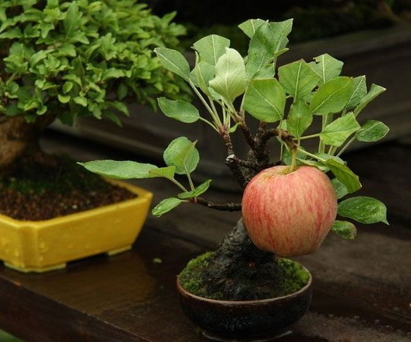 This bonsai apple tree has produced a normally sized fruit.