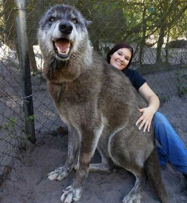 A giant wolf-dog hybrid.