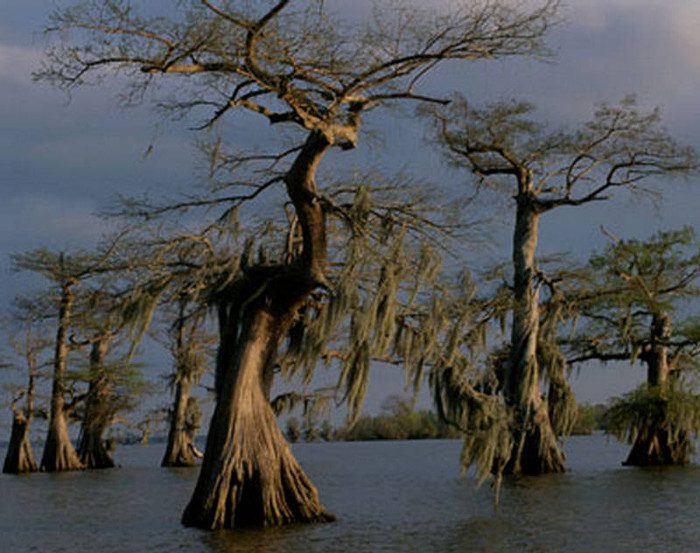 The spooky-shaped tree trunks are distinctive features that make Manchac Swamp in Louisiana one of the most haunted places in the world.