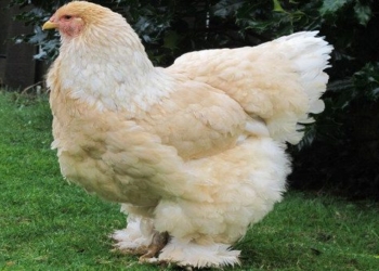 non broiler chicken 20kg what is special 79990