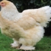 non broiler chicken 20kg what is special 79990