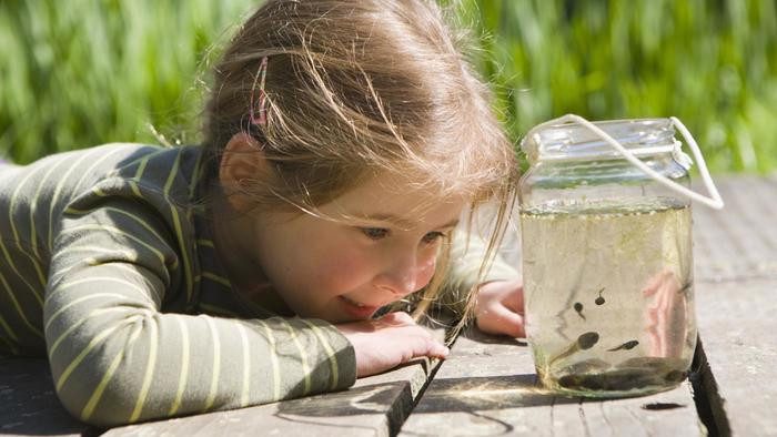 Tadpoles have many small gills that help absorb oxygen from water through a thin membrane on their bodies.