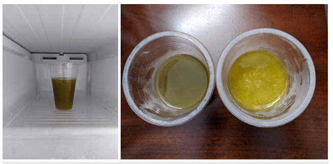 After one night (12 hours), the sugarcane juice in the refrigerator (left) has turned brown.