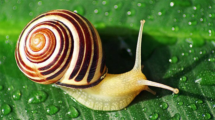 There are currently about 800 species of snails in Japan