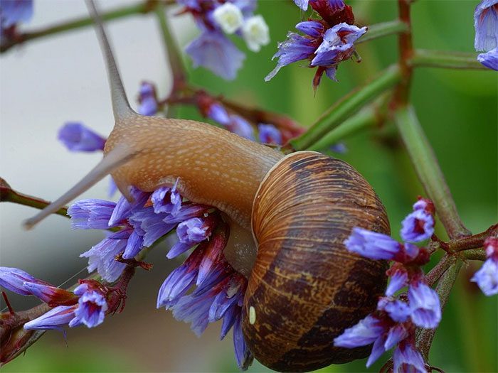 Garden snail