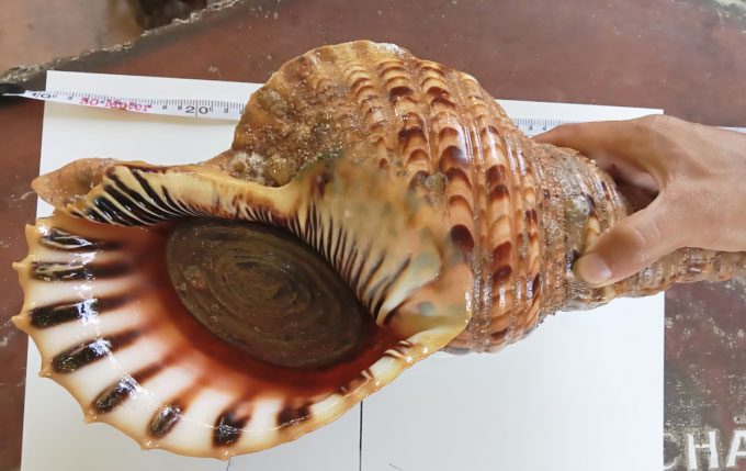 The conch weighs over 2.6 kg and measures 44 cm.