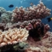 ocean temperature reaches record high threatening great barrier reef 136208