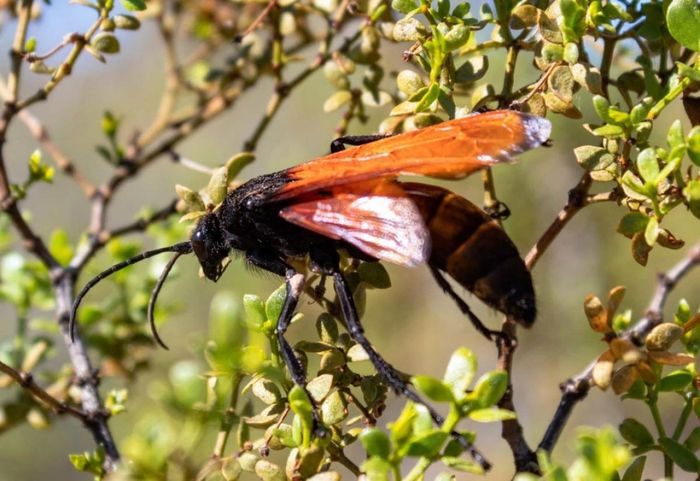 Parasitoid Wasp