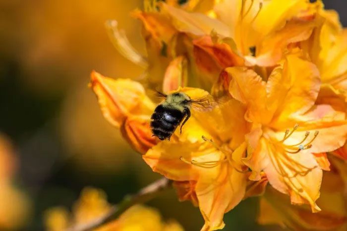 Mad honey originates from the rhododendron flower in Nepal and Turkey.