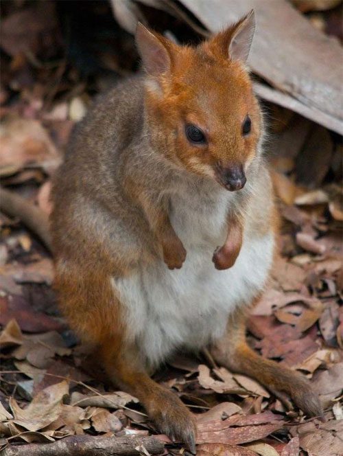 The red-legged pademelon