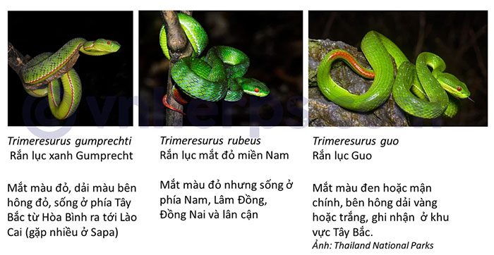 For Group 1, with red eye color, we need additional information for identification.