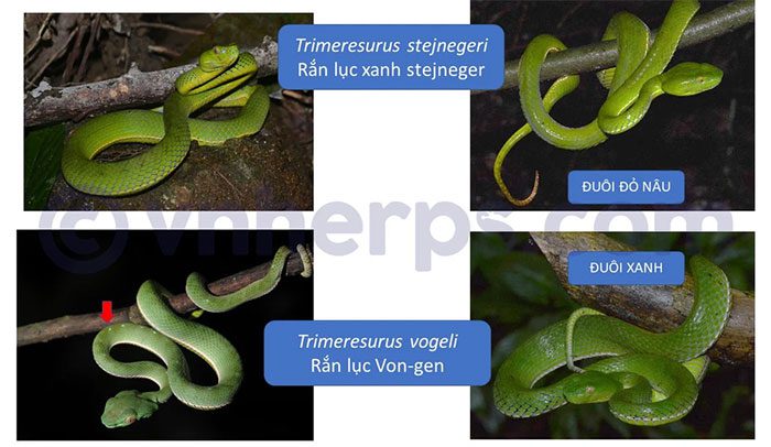 Group 3 consists of 2 very similar species.
