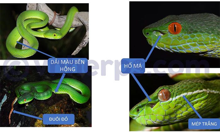 Basic points to identify green pit vipers.