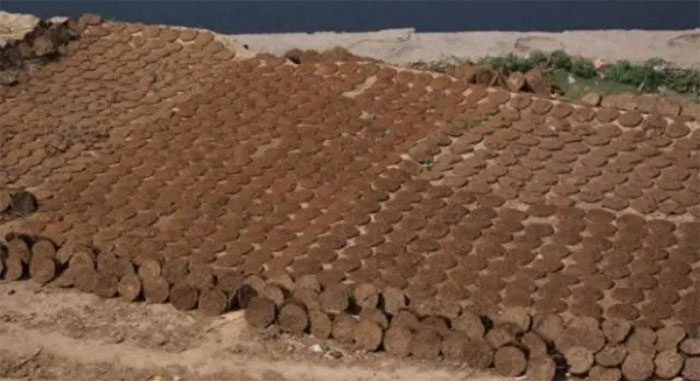 Dried cow dung cakes.