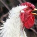 play card to know how to draw in front of the chicken flock 2731