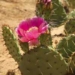 propagation of nopal cactus 2877