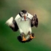puffin fratercula arctica 2684