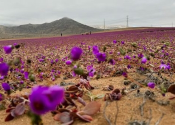 purple flowers bloom on the worlds hardest sand dune 135475