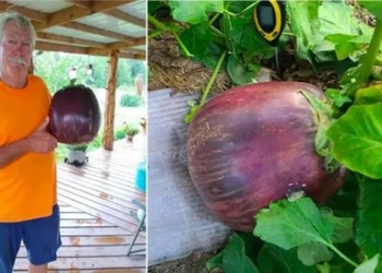 purple sweet potato biggest world record 136192