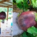 purple sweet potato biggest world record 136192