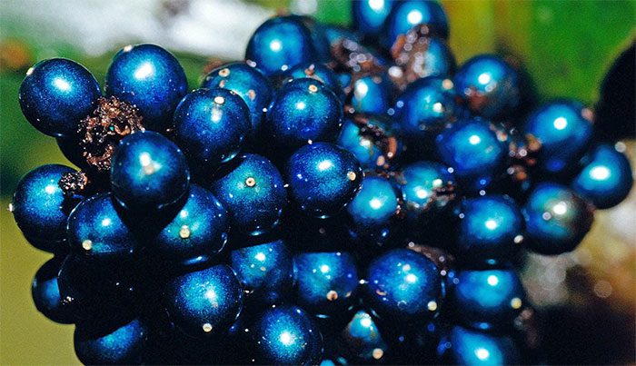 The capsule fruit has a diameter of about 4mm.