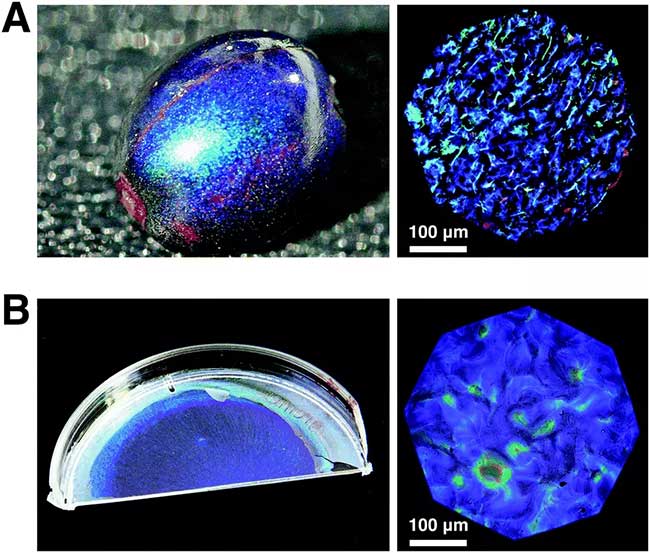 Cells in the Pollia condensata fruit are made from light-reflecting cellulose fibers.