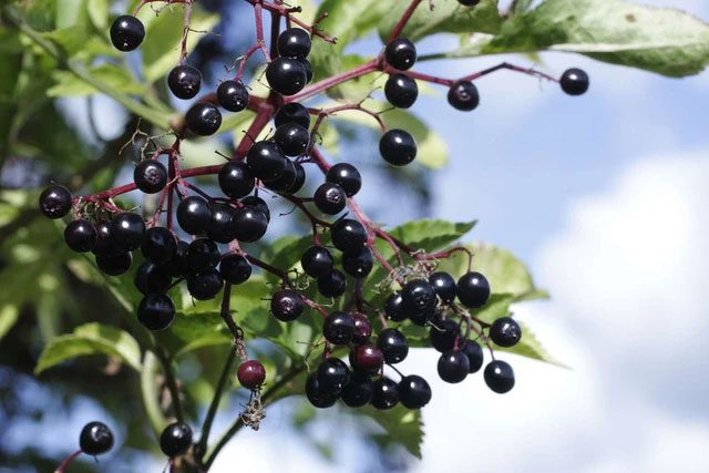 Elderberries are beneficial for diabetes.