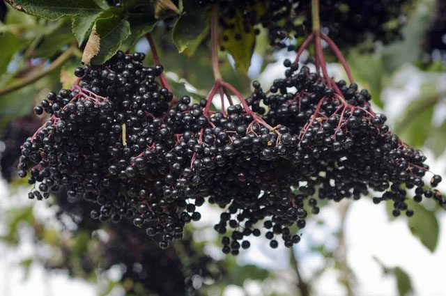 Elderberries rich in antioxidants, helping to boost immunity and prevent flu.