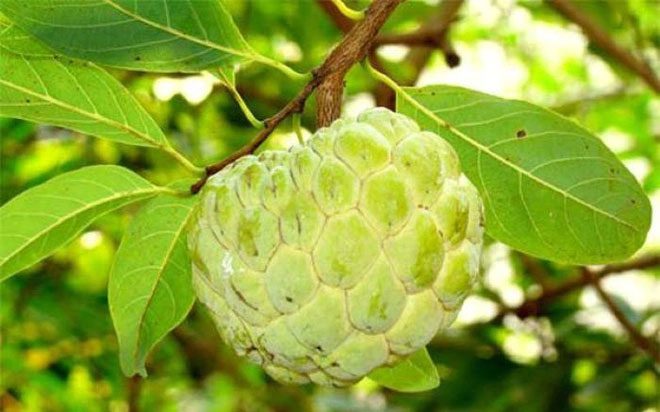 Cherimoya contains compounds that enhance heart health.