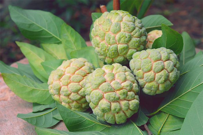 Cherimoya