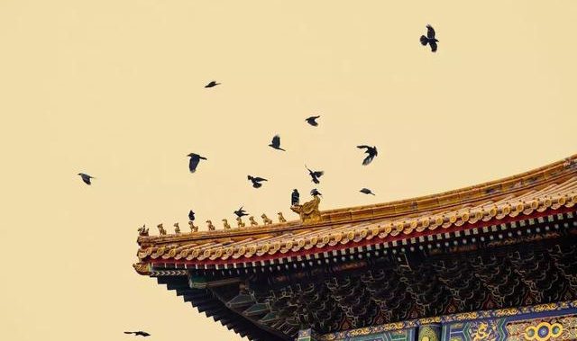 Flocks of crows often stop by the Forbidden City.