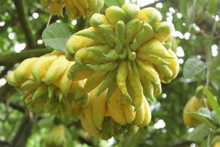 A beautiful Buddha's hand fruit must have many fingers, typically each fruit has 20-30 fingers.