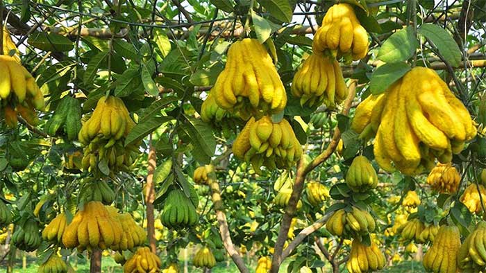 Buddha's Hand Fruit