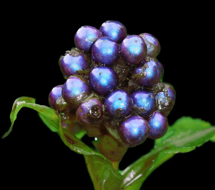 The Pollia fruit resembles a Christmas tree ornament.