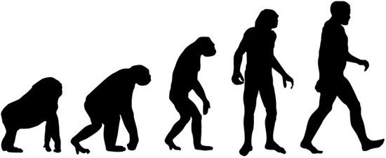 Why haven't all primates evolved into humans?