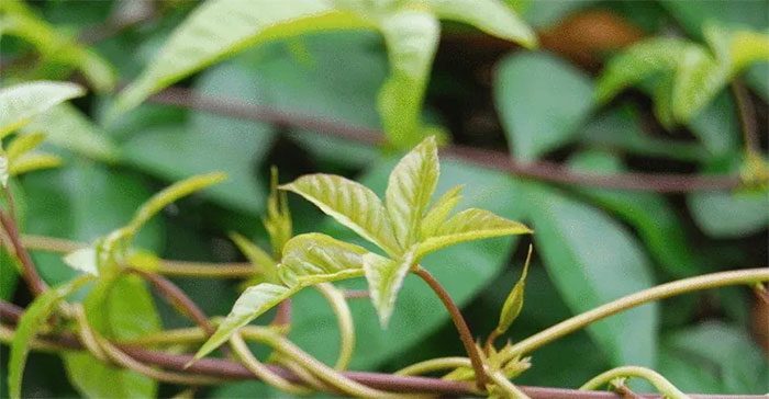 Observing climbing plants