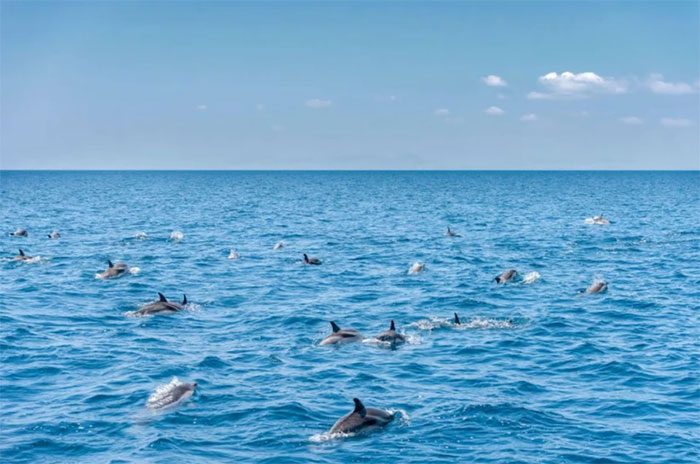 Dolphin population off the coast of Taranto