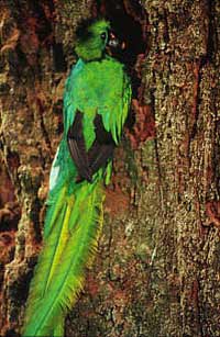 quetzal200