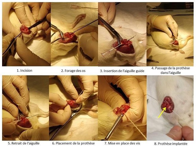 Process of implanting artificial ligaments on experimental mice