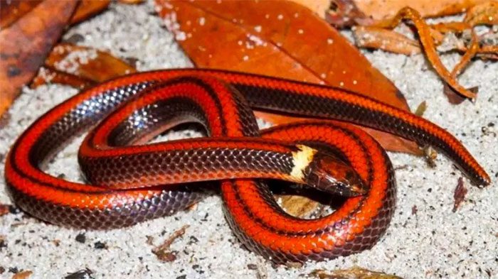 This snake species is critically endangered and at risk of extinction