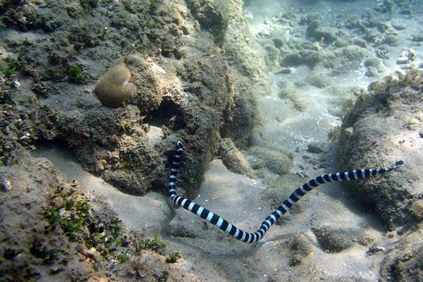 Belcher's Sea Snake is related to terrestrial cobras.